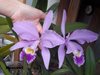 Cattleya gaskelliana (true color)